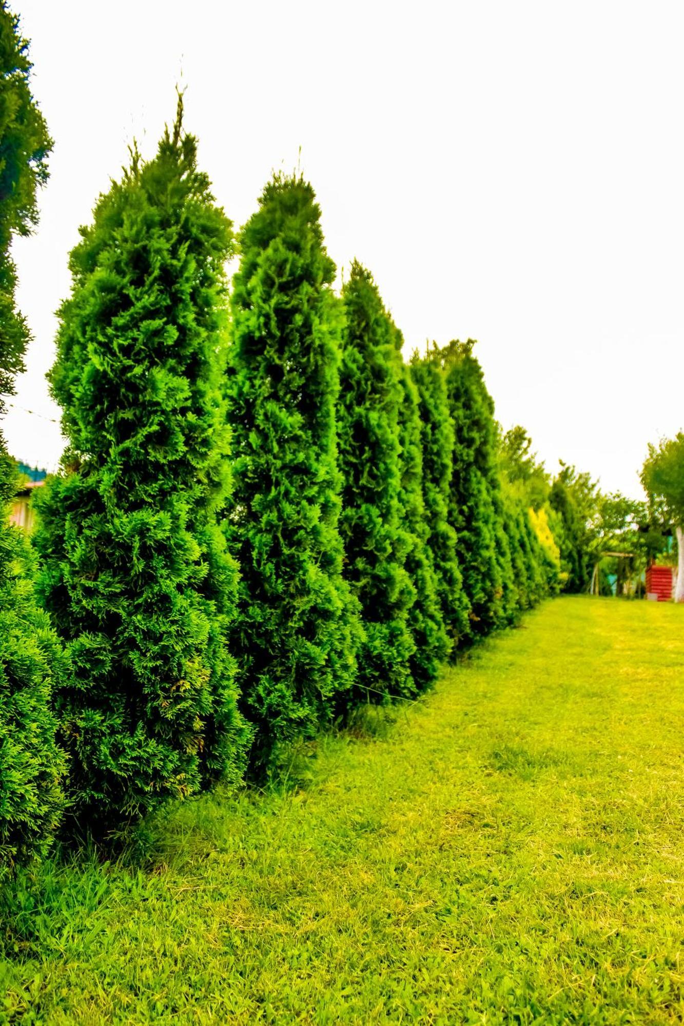 Villa Usivak For Green Quiet Holiday Near Sarajevo#Travellerawards2025 Ngoại thất bức ảnh